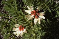2004-04-06-054-Lupin