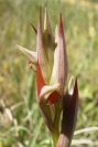 2004-04-07-003-Serapias