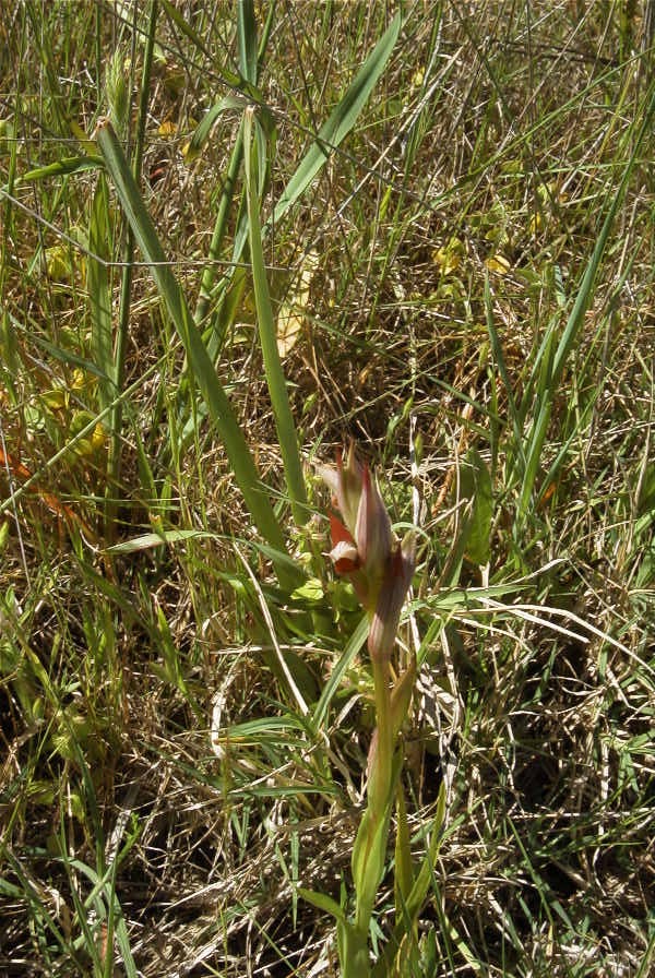 2004-04-07-005-Serapias
