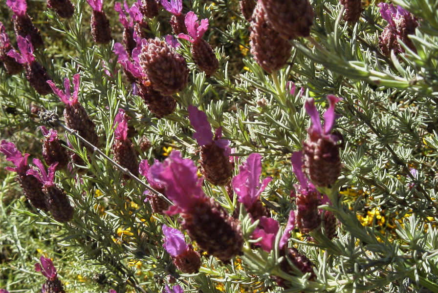2004-04-07-009-Lavendula