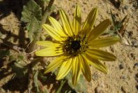 2004-04-07-011-Daisy