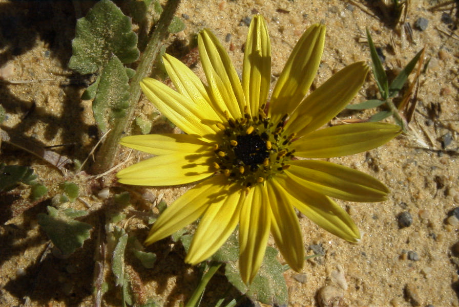 2004-04-07-011-Daisy