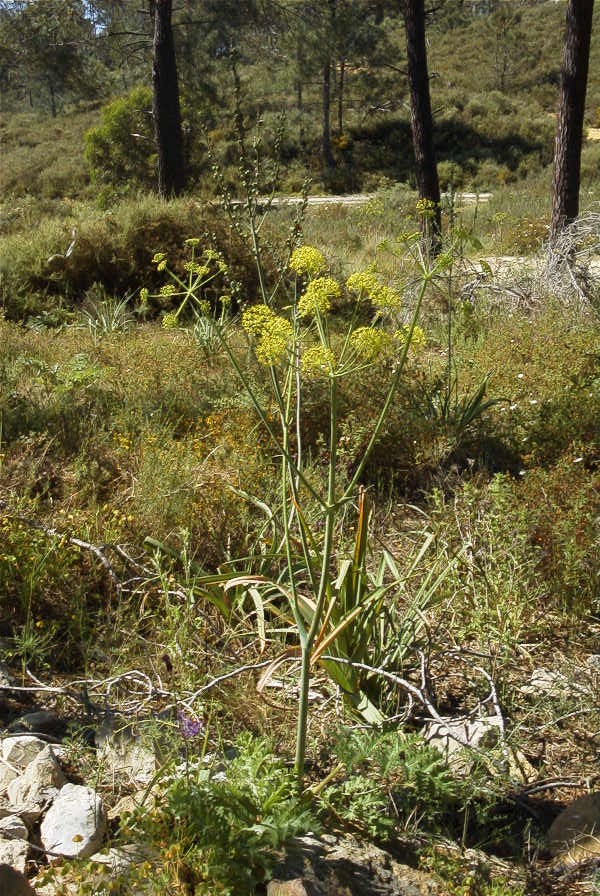 2004-04-07-020-Umbeliferal