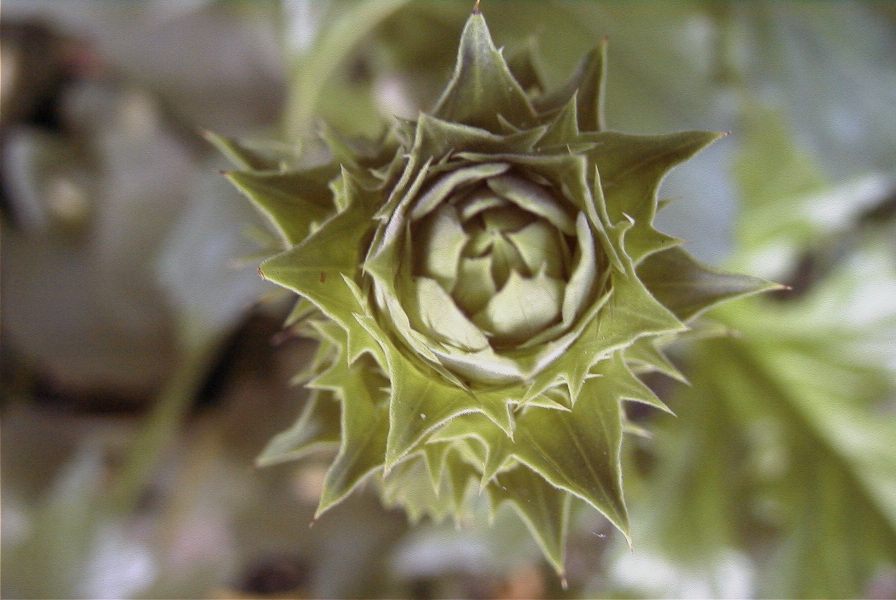 2004-04-08-006-Acanthus