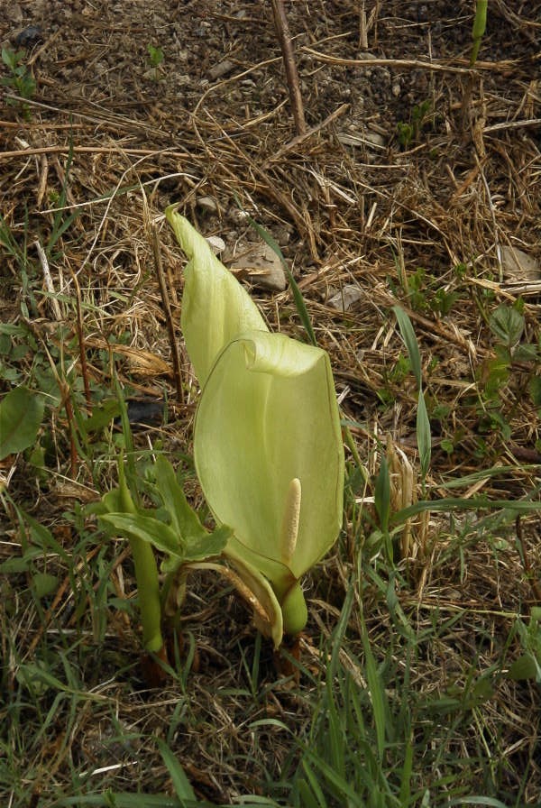 2004-04-08-042-Arum