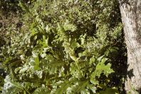 2004-04-10-007-Acanthus