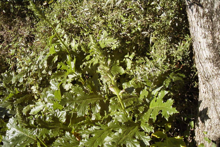 2004-04-10-007-Acanthus