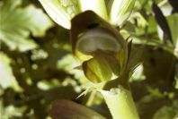 2004-04-10-008-Acanthus