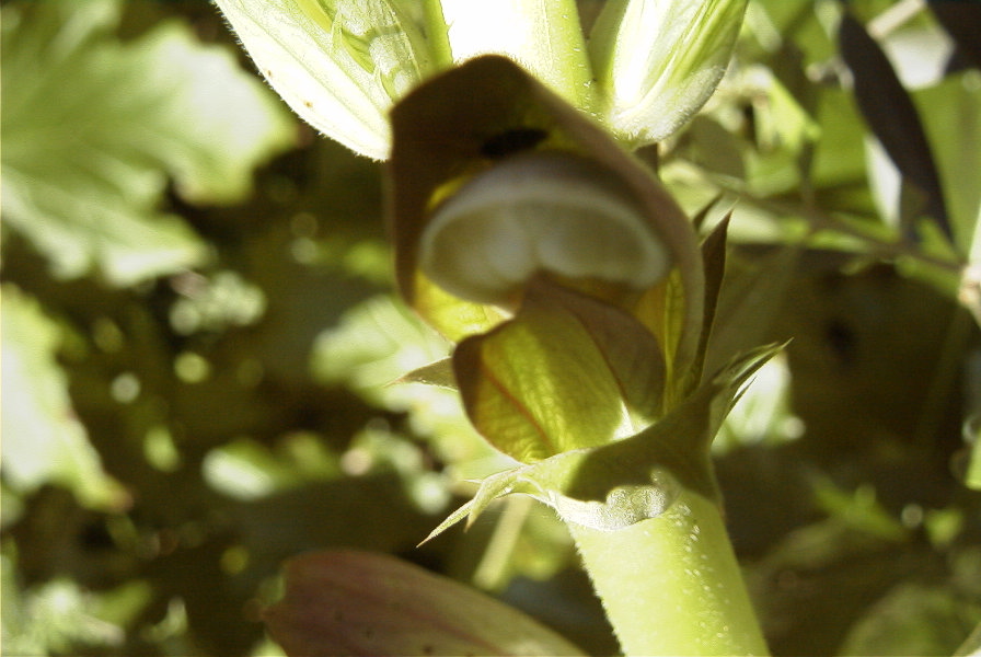 2004-04-10-008-Acanthus