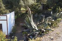 2004-04-10-009-Agave-americana