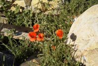 2004-04-10-010-Poppies