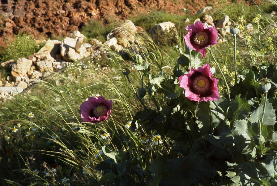 2004-04-10-011-Poppies