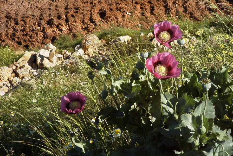 2004-04-10-012-Poppies