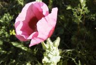 2004-04-10-013-Poppies