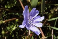 2004-04-10-014-Chicory