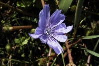 2004-04-10-015-Chicory
