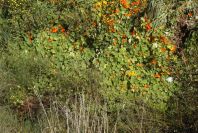 2004-04-10-016-Nastursiums