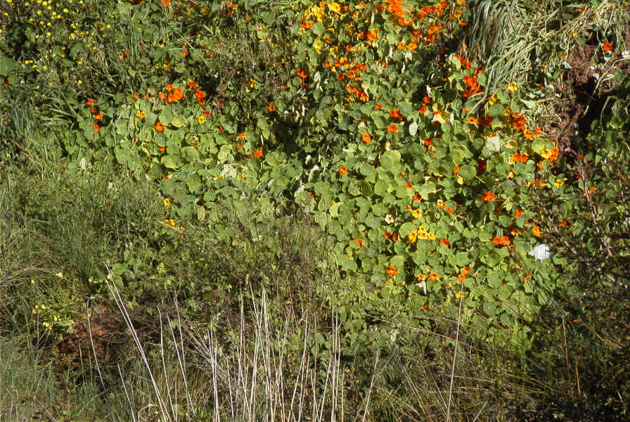 2004-04-10-016-Nastursiums