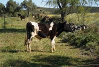 2004-04-10-017-Bullock