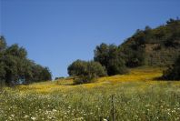2004-04-10-018-Medow