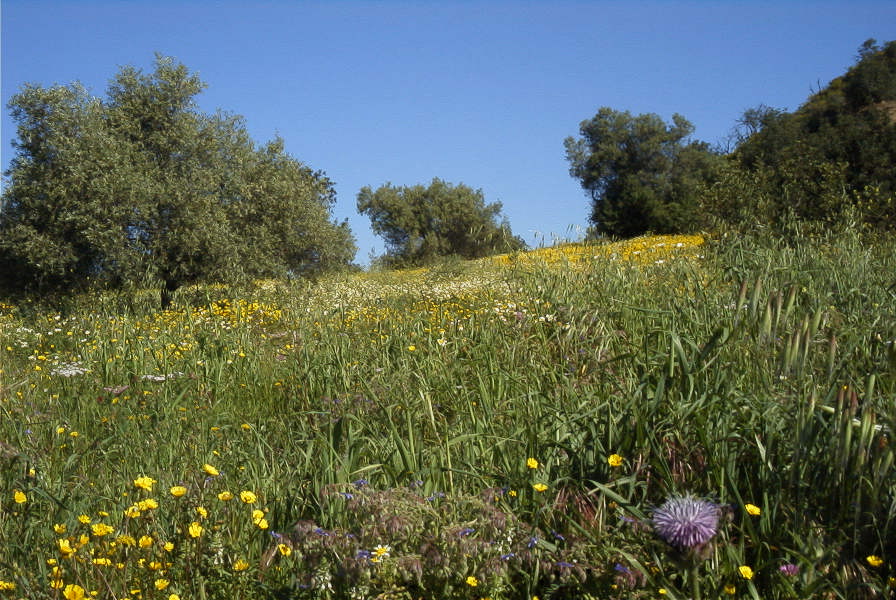 2004-04-10-019-Medow