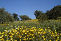 2004-04-10-020-Medow