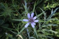 2004-04-10-021-Tragopogon