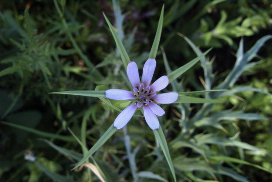2004-04-10-021-Tragopogon