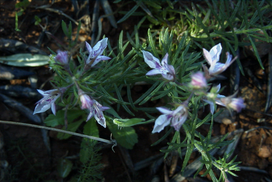 2004-04-10-022-Teucrium-pseudochamaepitys