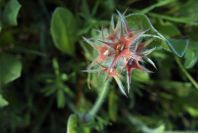 2004-04-10-023-Star-clover