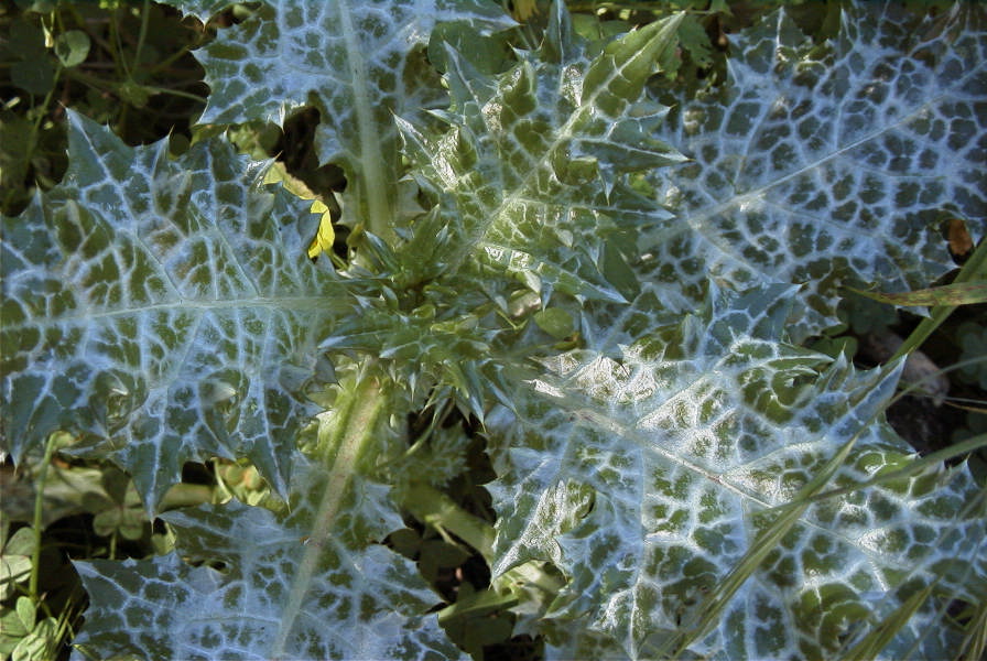 2004-04-10-034-Thistle