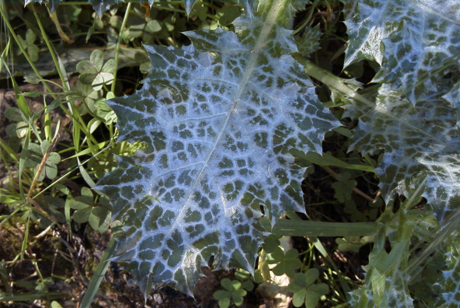 2004-04-10-035-Thistle