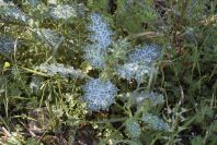 2004-04-10-036-Thistle