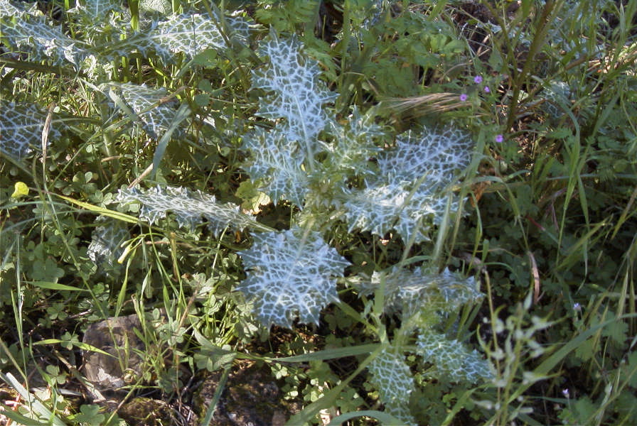 2004-04-10-036-Thistle