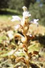 2004-04-10-037-Orobanche-blue