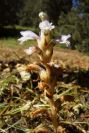 2004-04-10-038-Orobanche-blue
