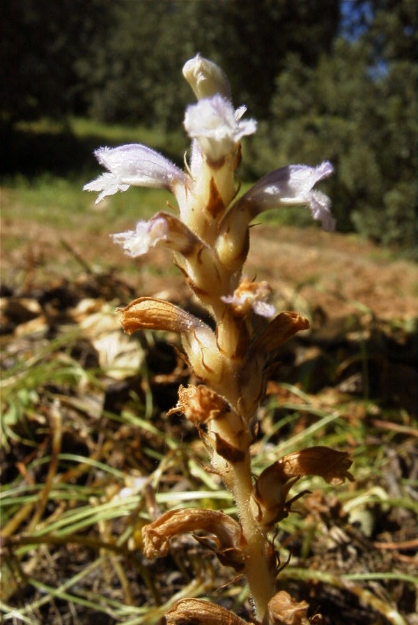 2004-04-10-038-Orobanche-blue
