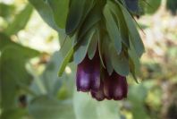 2004-04-10-039-Cerinthe