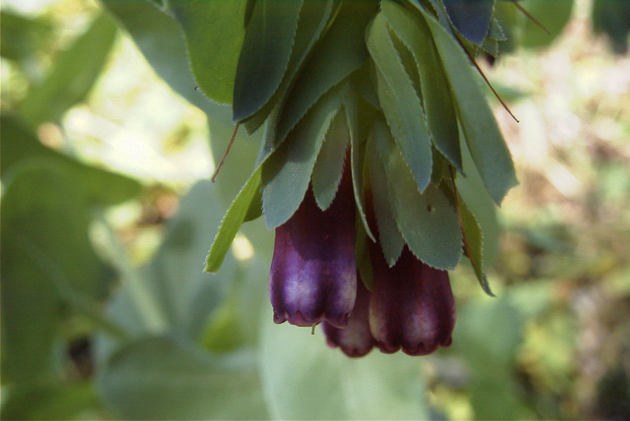 2004-04-10-039-Cerinthe