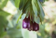2004-04-10-040-Cerinthe
