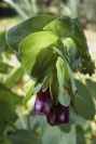 2004-04-10-041-Cerinthe