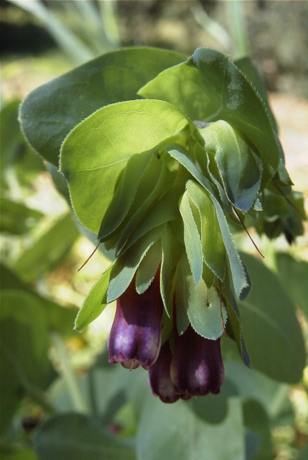2004-04-10-041-Cerinthe