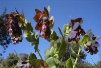 2004-04-10-042-Cerinthe