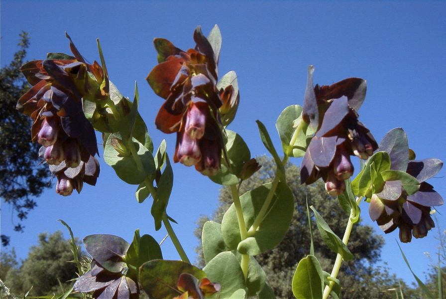 2004-04-10-042-Cerinthe