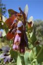 2004-04-10-043-Cerinthe