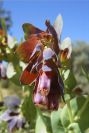 2004-04-10-044-Cerinthe