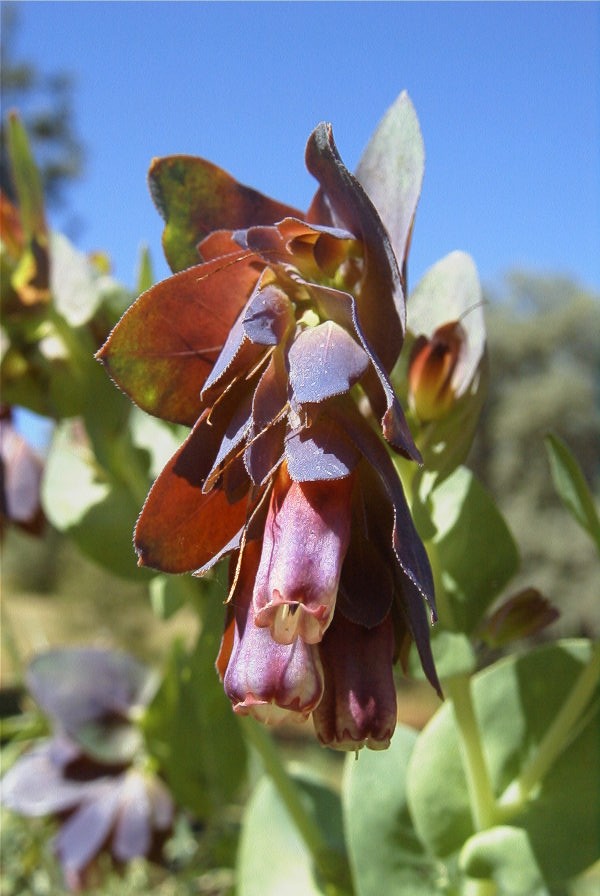 2004-04-10-044-Cerinthe