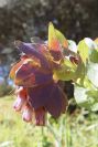 2004-04-10-045-Cerinthe