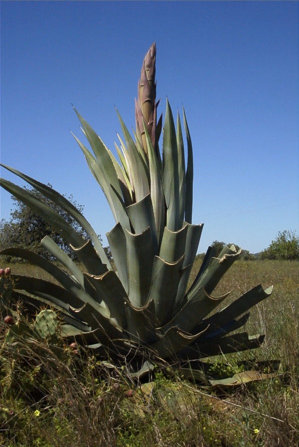 2004-04-10-053-Agave-americana