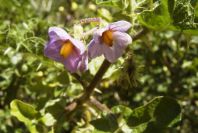 2004-04-10-062-Solanum-sodomeum